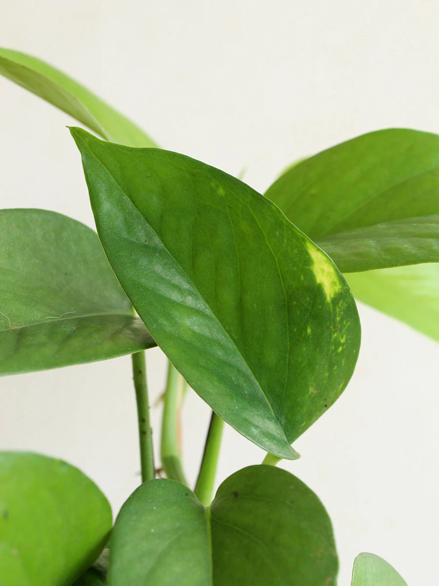 Money Plant Green (Medium) - Image 2