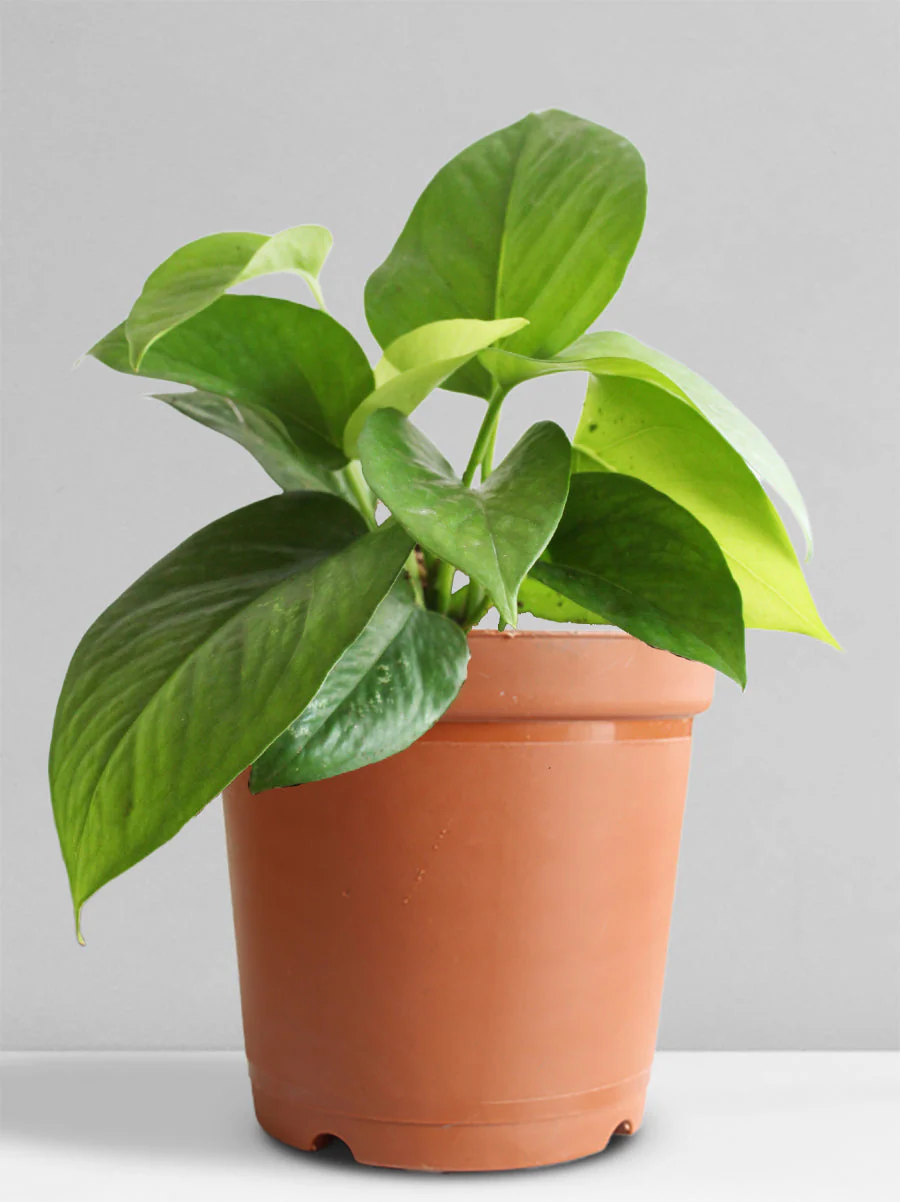 Money Plant Green (Medium) - Image 7