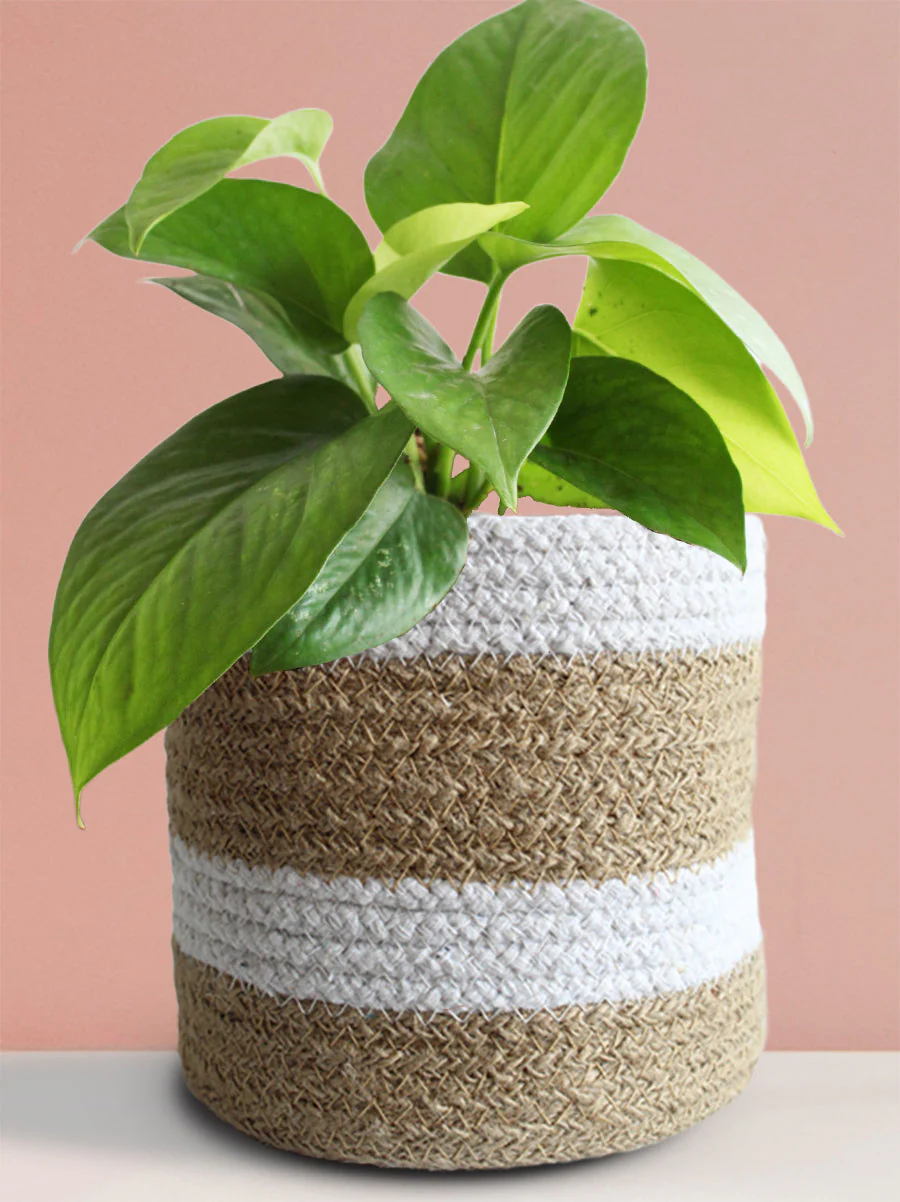 Money Plant Green (Medium) - Image 9