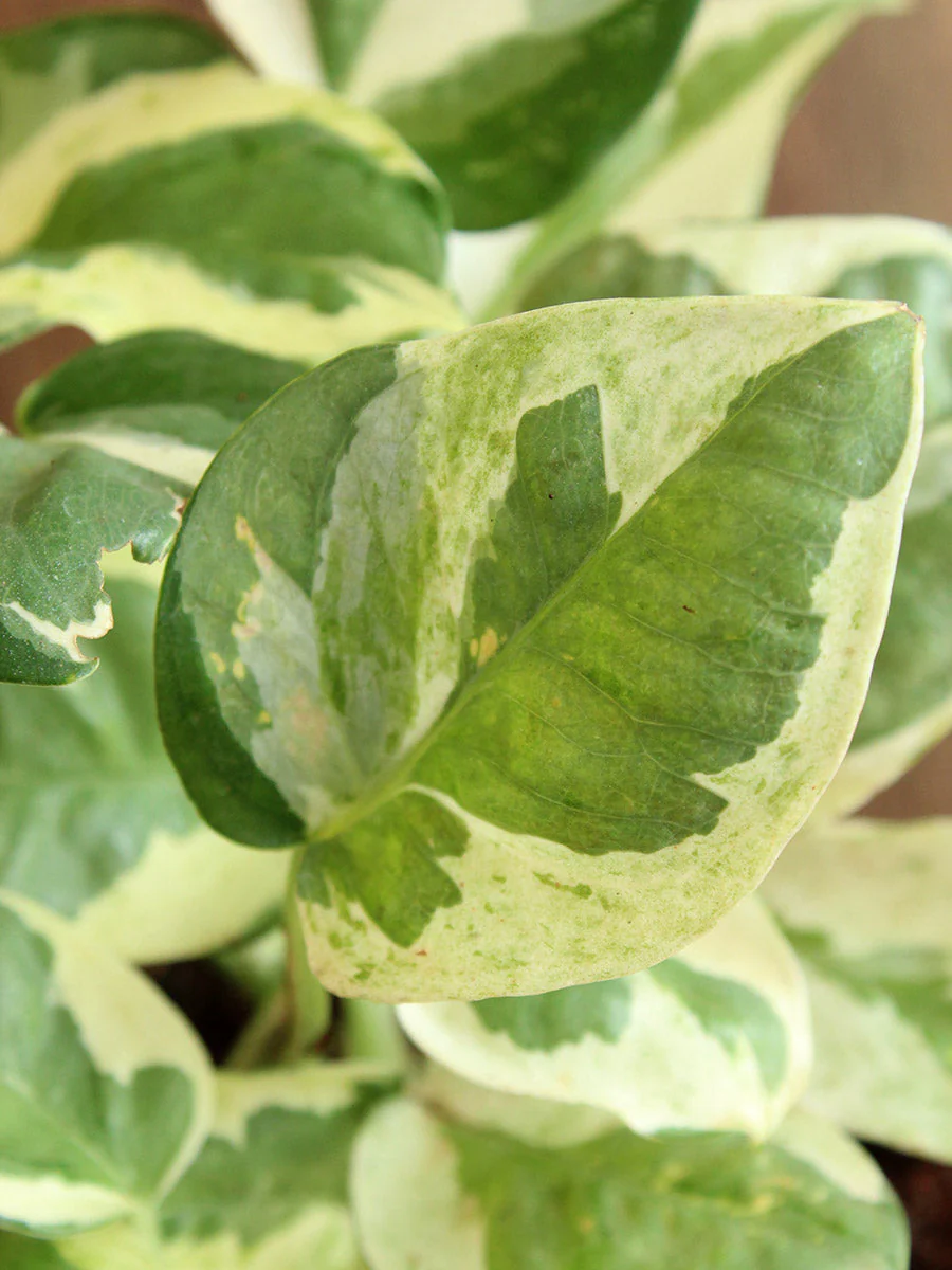 Money Plant N'Joy (Medium) - Image 2