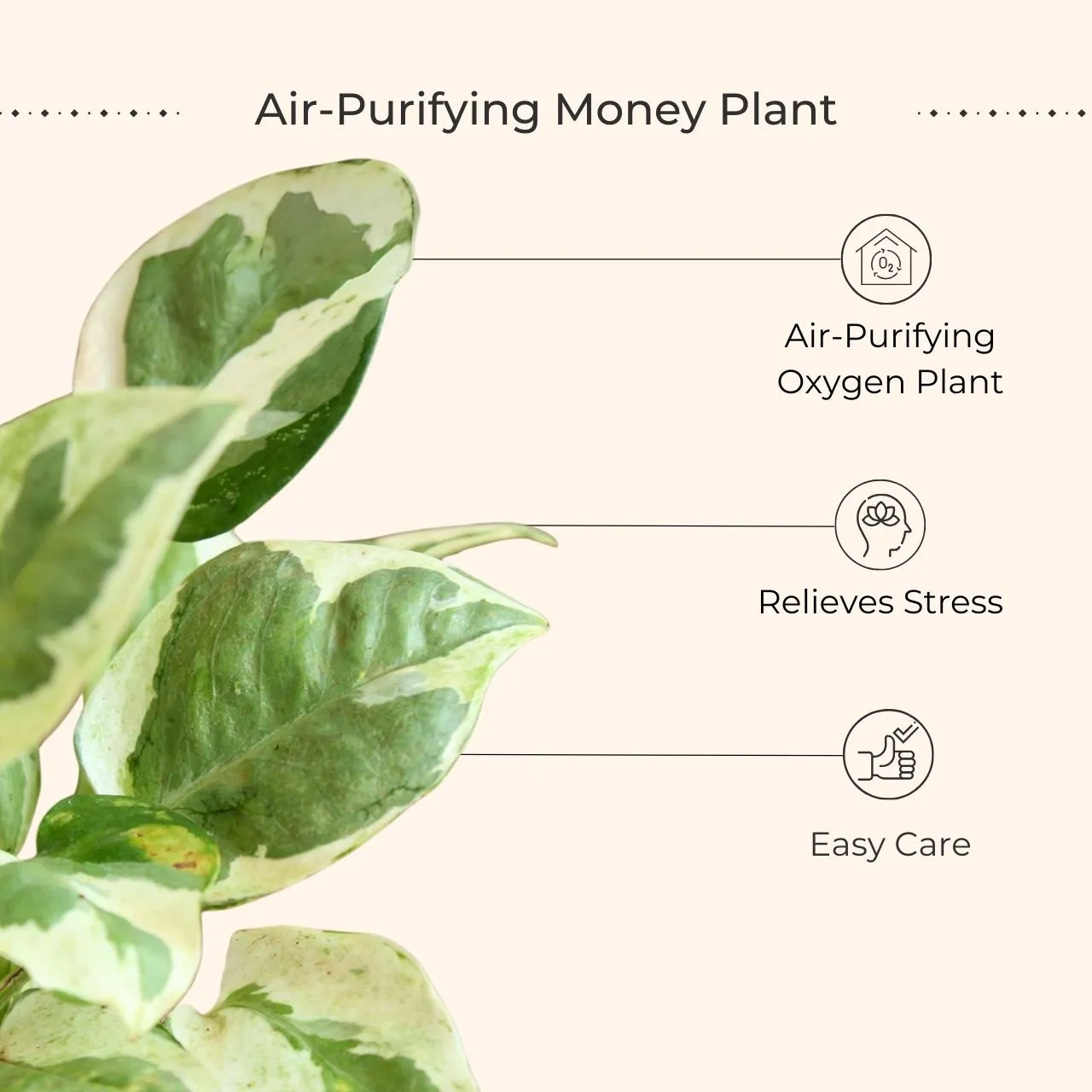 Money Plant NJoy (Small) in Golden Metal Pot - Image 7