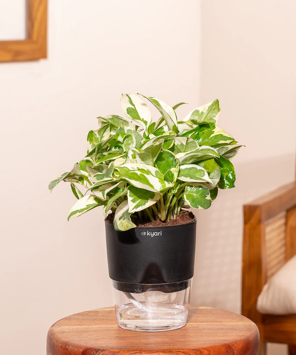 Money Variegated Plant - BYOB