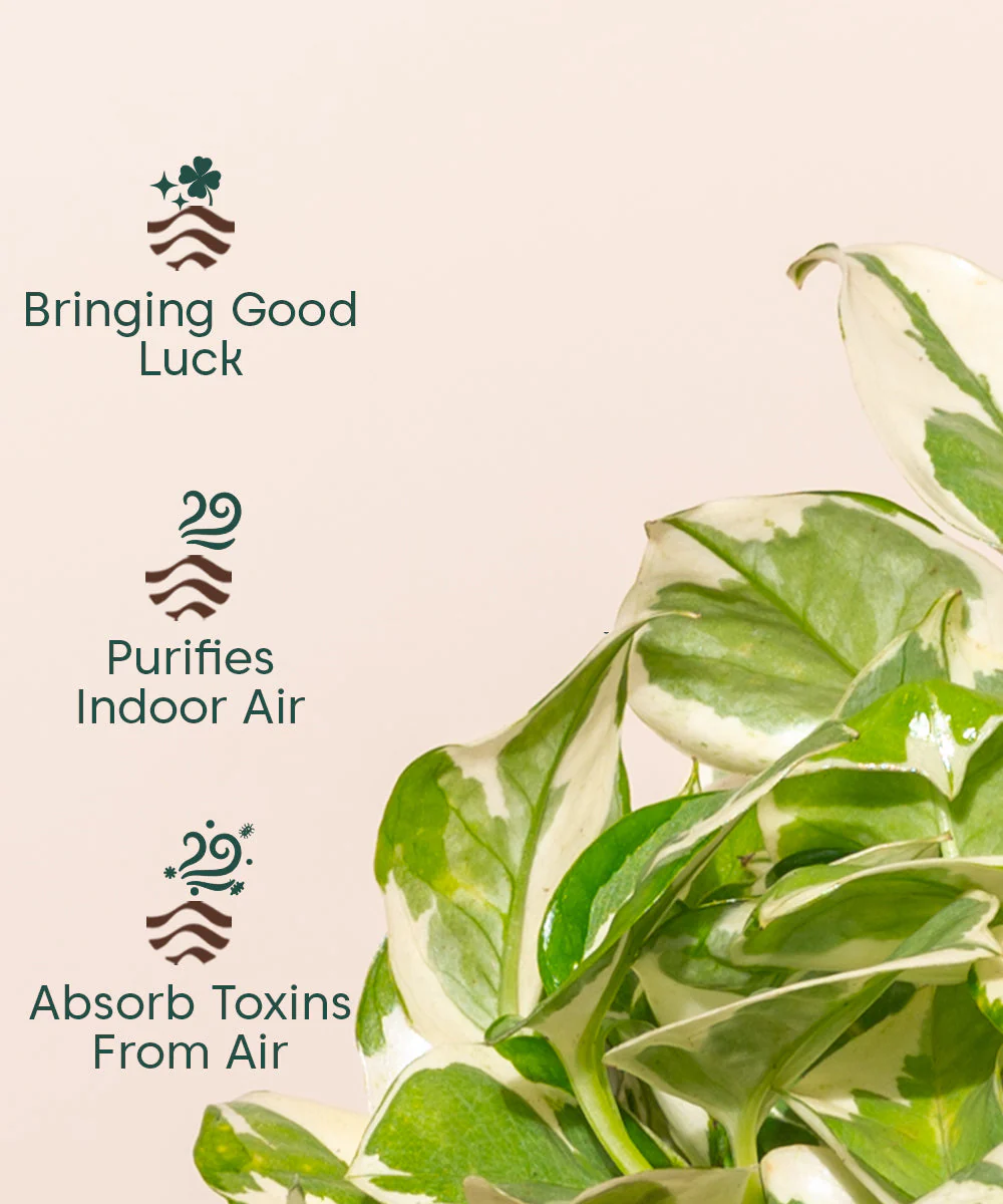 Money Variegated Plant - BYOB - Image 23
