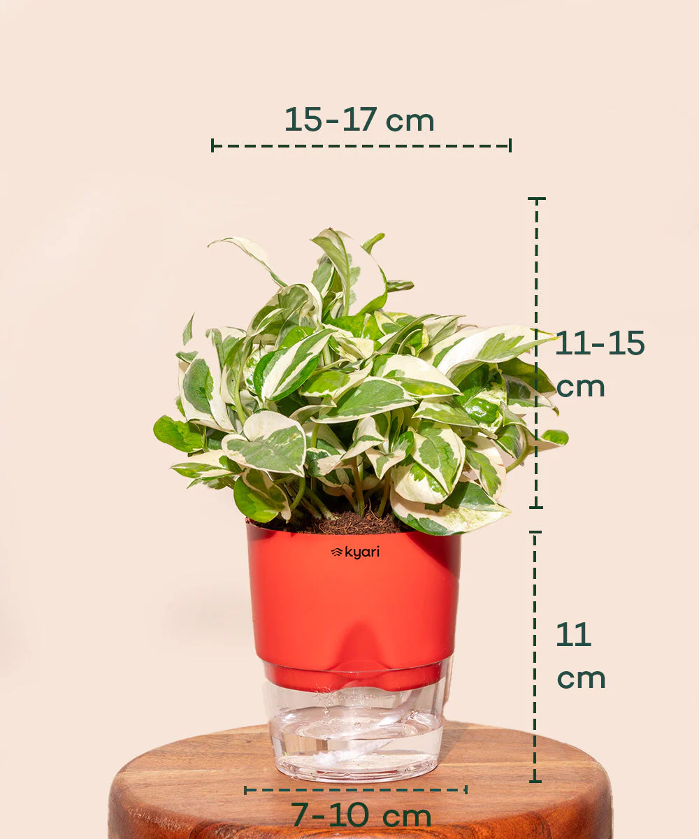 Money Variegated Plant - BYOB - Image 26