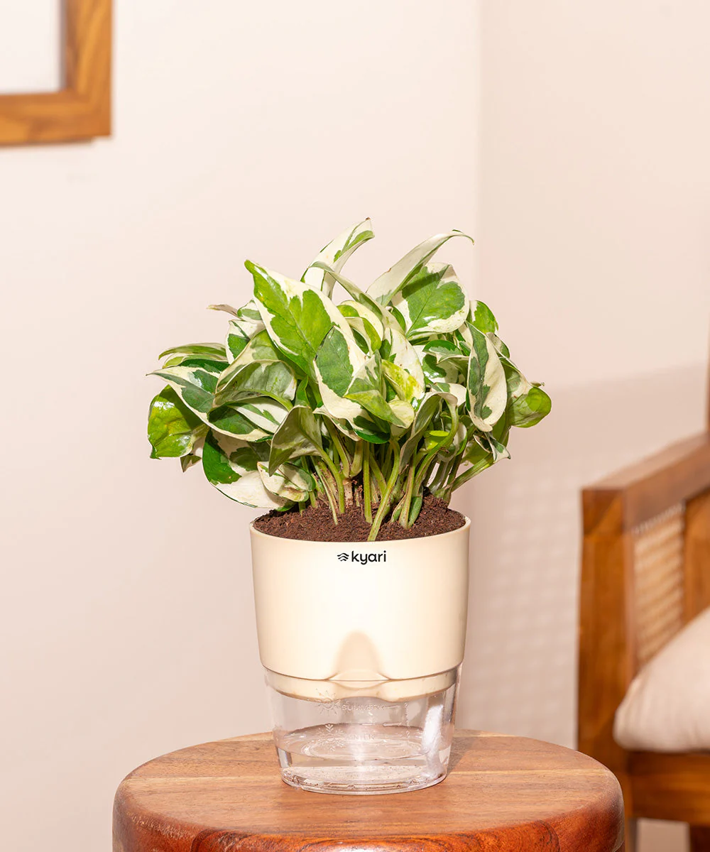 Money Variegated Plant - BYOB - Image 7