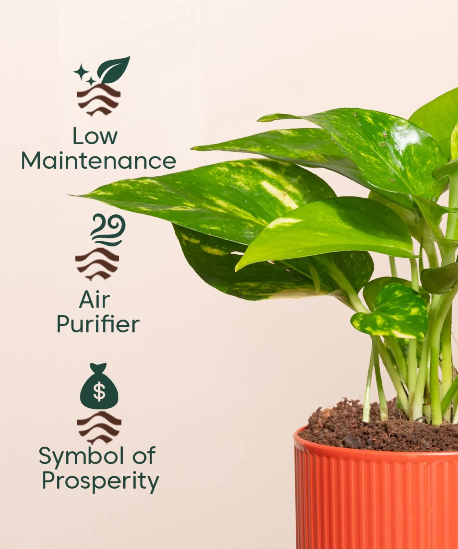 Money Variegated Plant With Mylo Self Watering Pot - Image 10