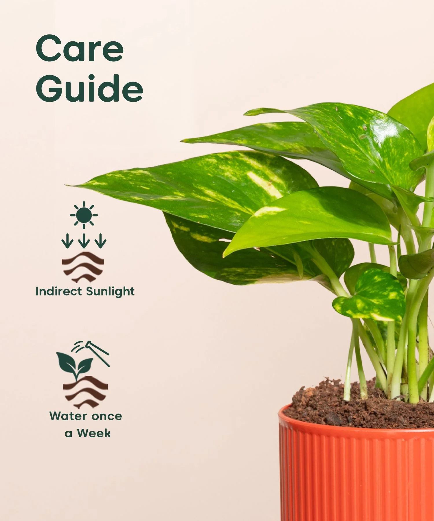 Money Variegated Plant With Mylo Self Watering Pot - Image 11