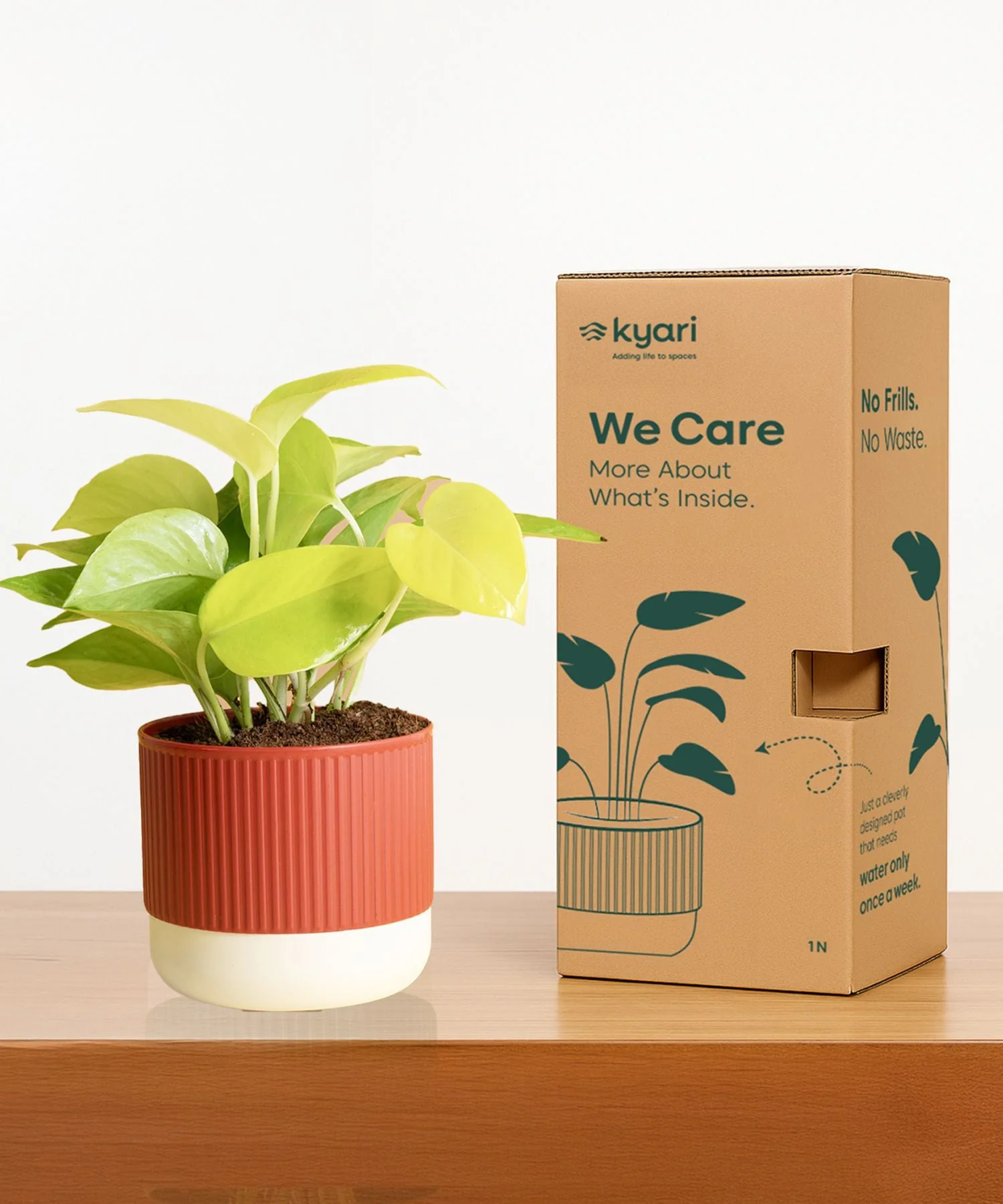 Money Variegated Plant With Mylo Self Watering Pot - Image 12