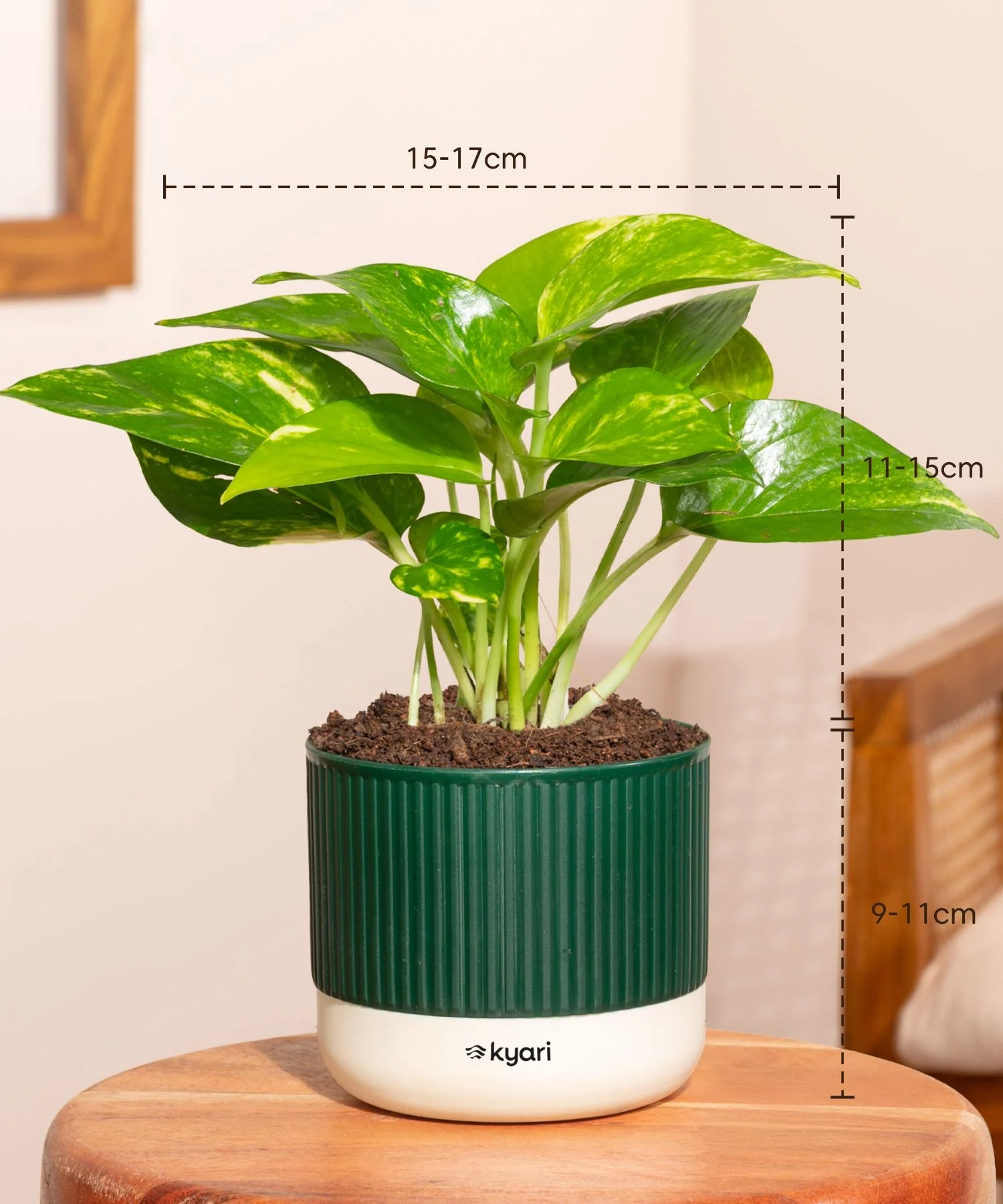 Money Variegated Plant With Mylo Self Watering Pot - Image 3