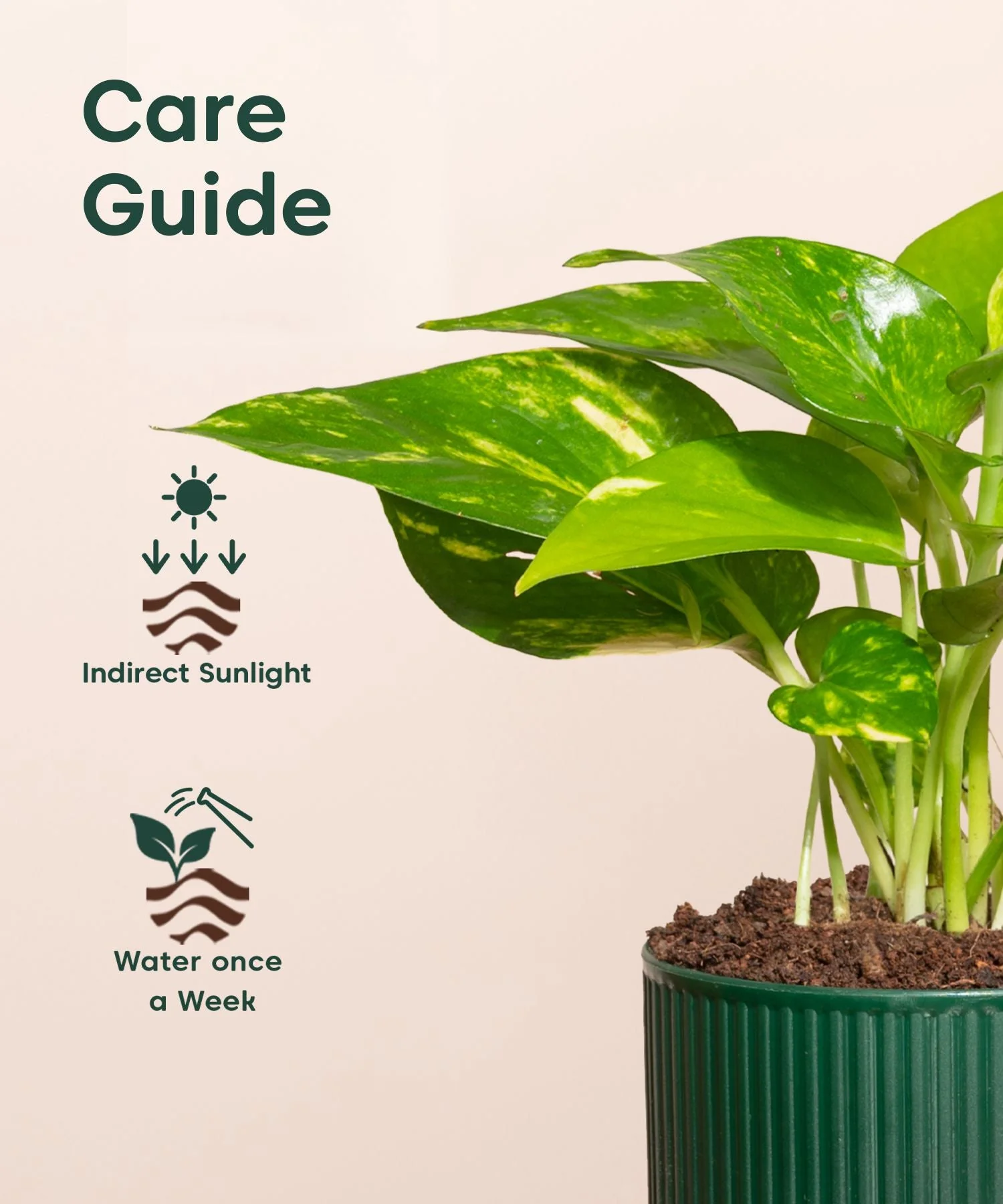 Money Variegated Plant With Mylo Self Watering Pot - Image 5