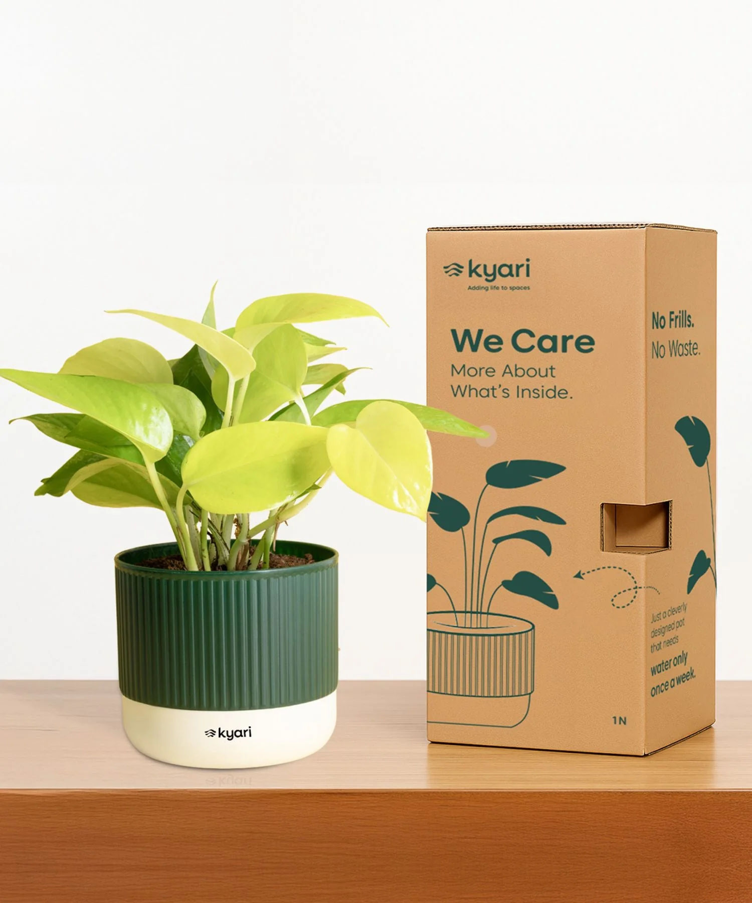 Money Variegated Plant With Mylo Self Watering Pot - Image 6