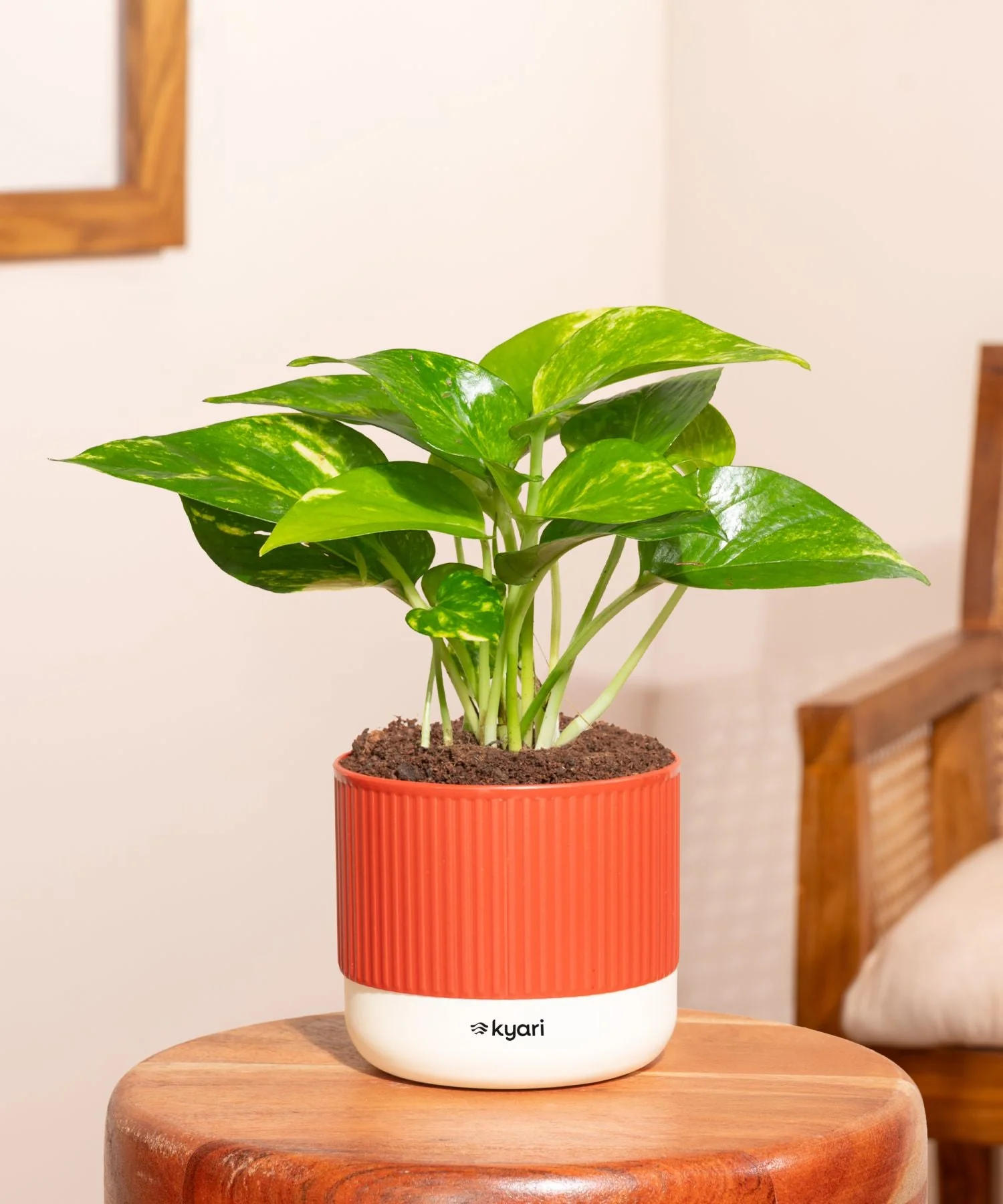 Money Variegated Plant With Mylo Self Watering Pot - Image 7
