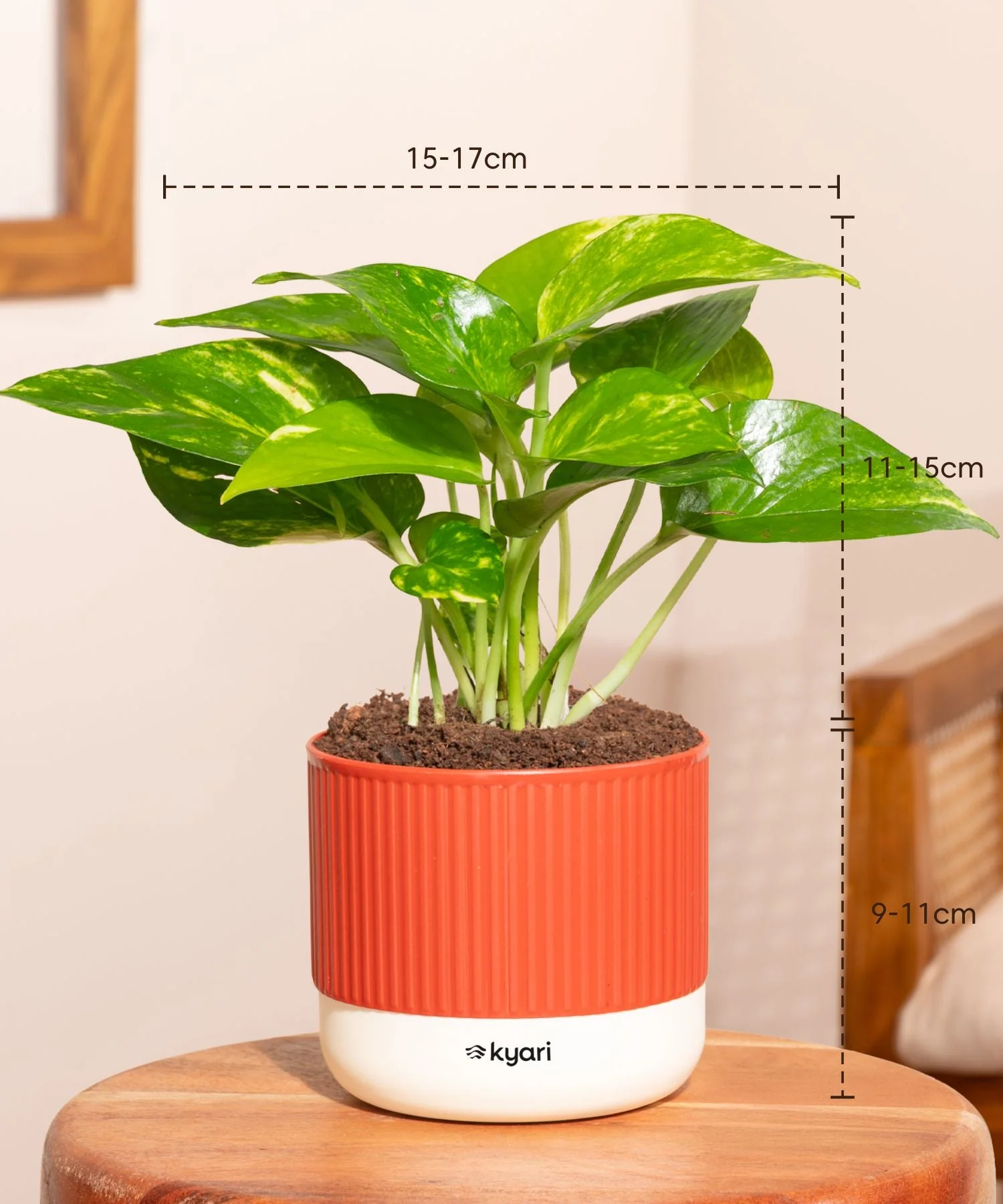 Money Variegated Plant With Mylo Self Watering Pot - Image 9