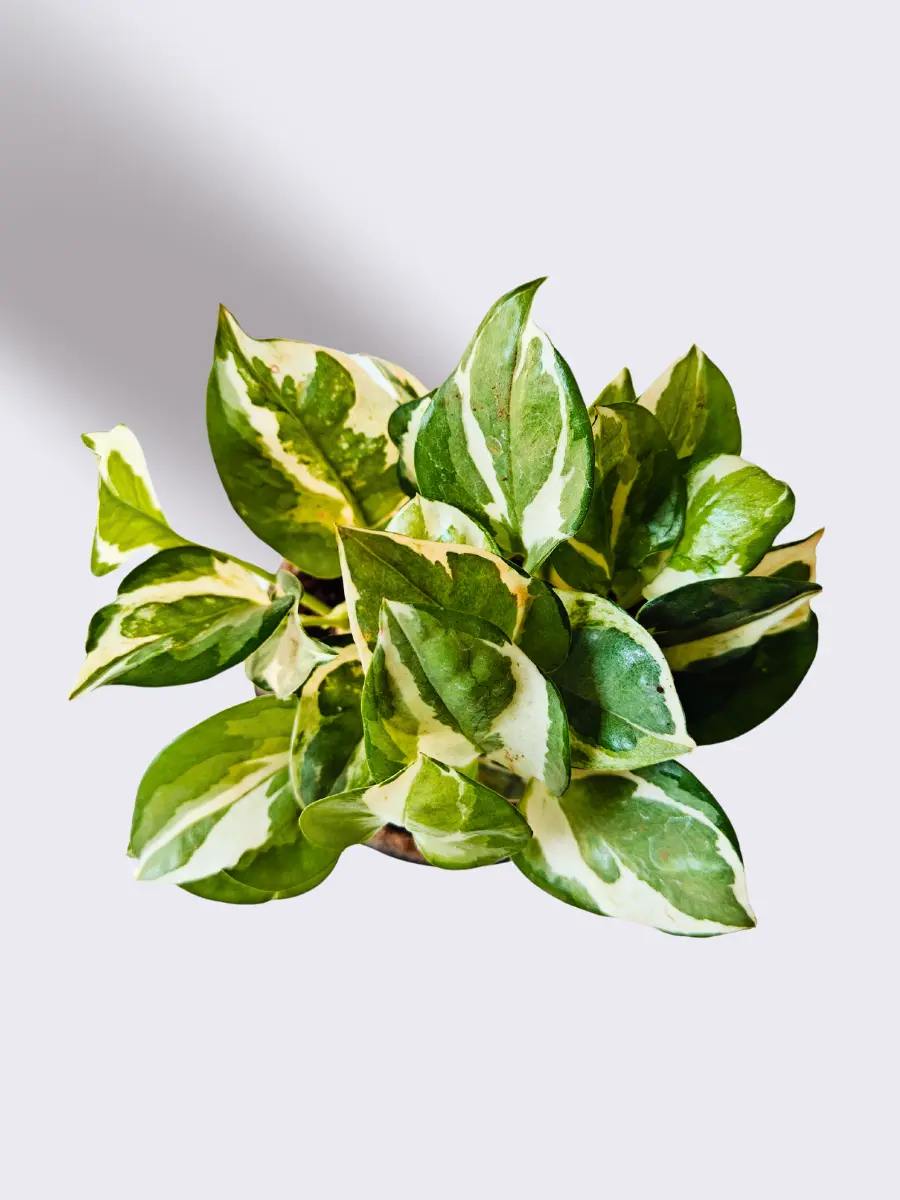 Office Desk Plants Combo (Small) - Image 5