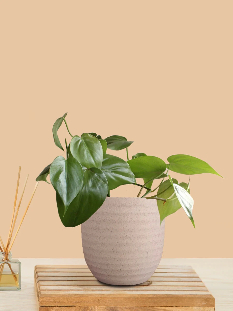 Oxycardium Green (Small) in Eco Pot - Image 6