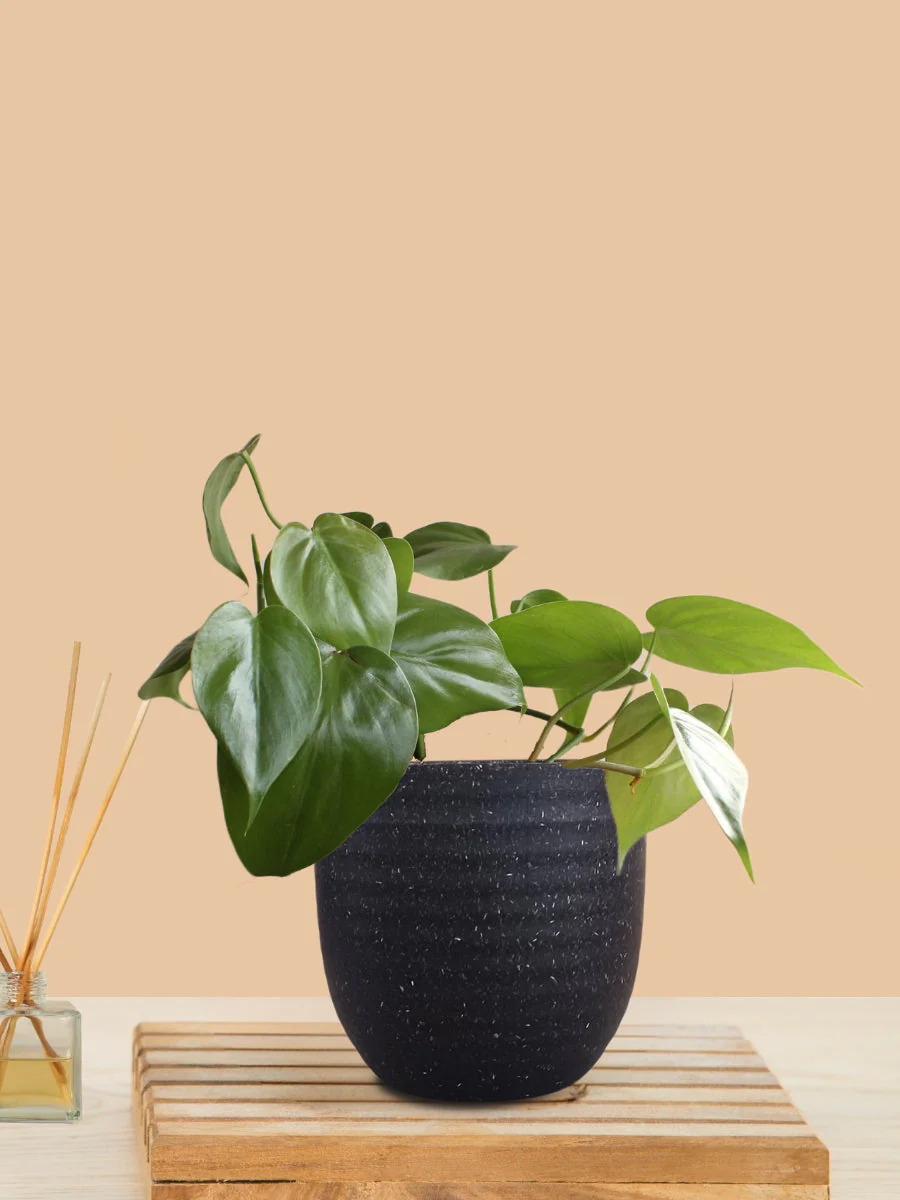 Oxycardium Green (Small) in Eco Pot - Image 7