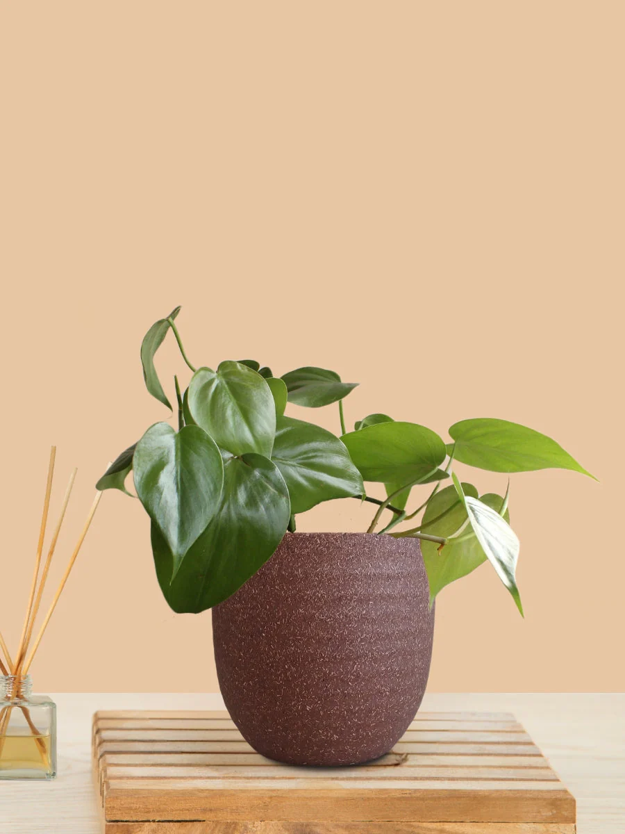 Oxycardium Green (Small) in Eco Pot - Image 8