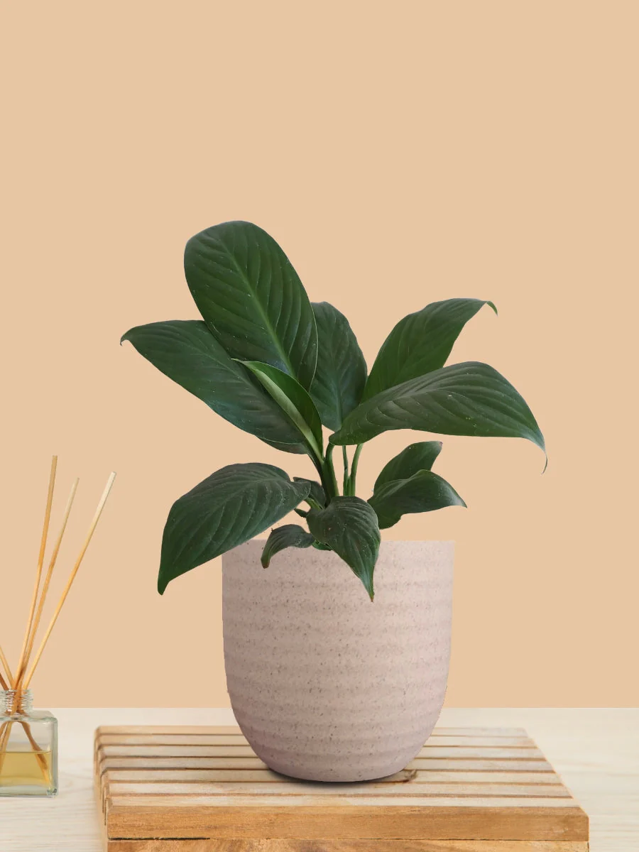 Peace Lily Green (Small) in Eco Pot - Image 2