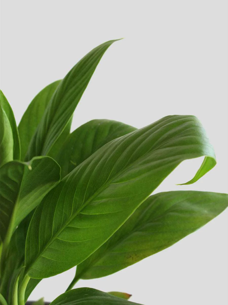 Peace Lily Green (Small) in Eco Pot - Image 3