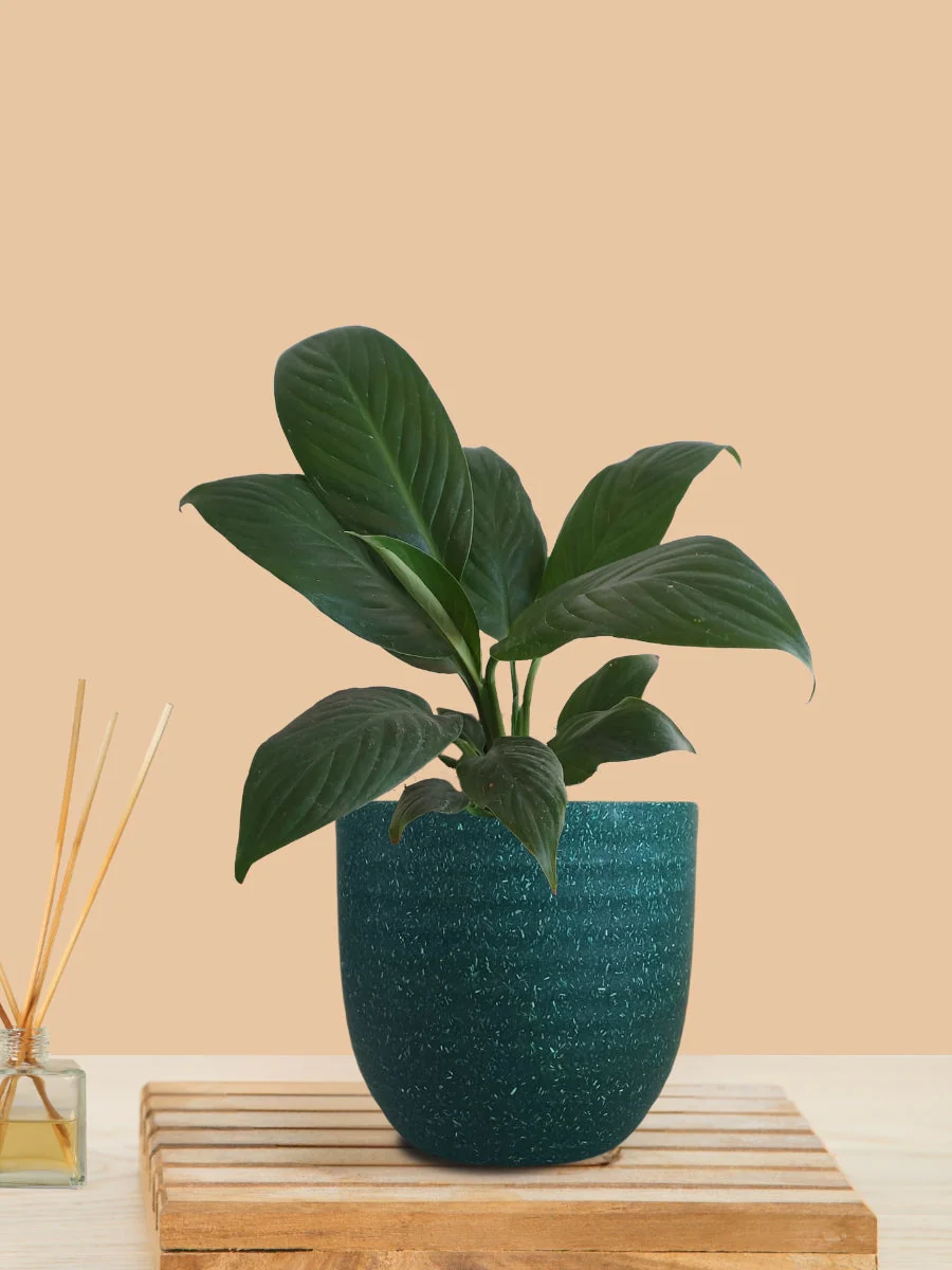 Peace Lily Green (Small) in Eco Pot - Image 7