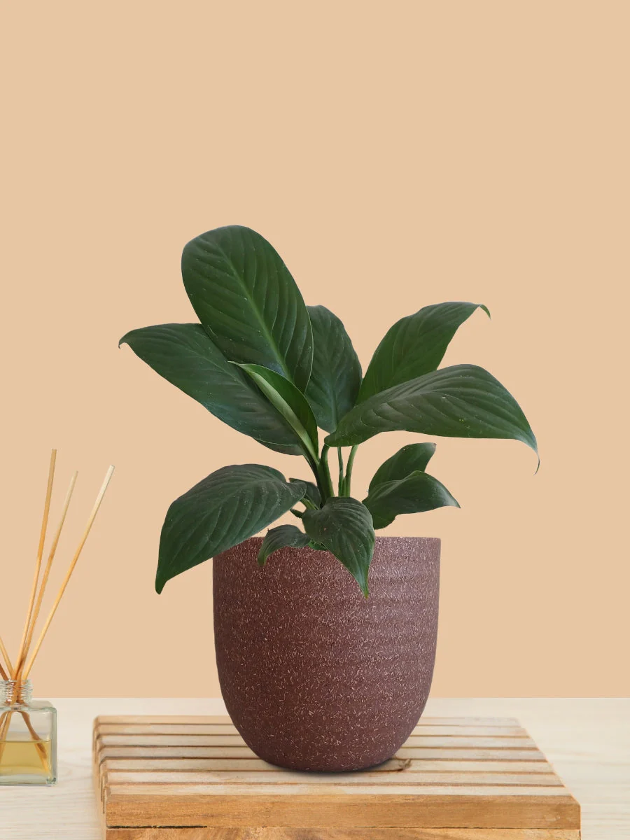 Peace Lily Green (Small) in Eco Pot - Image 8