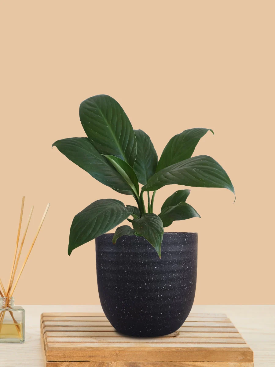 Peace Lily Green (Small) in Eco Pot - Image 9