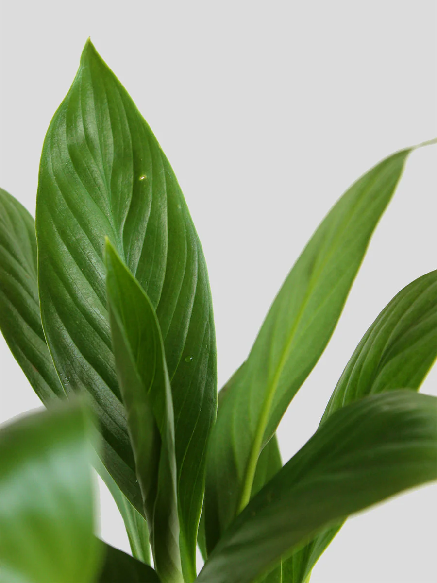 Peace Lily (Large) - Image 2