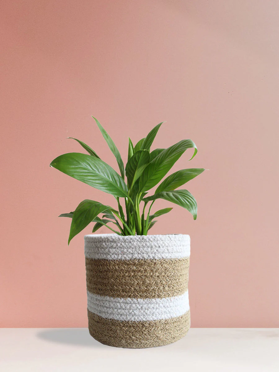Peace Lily (Medium)
