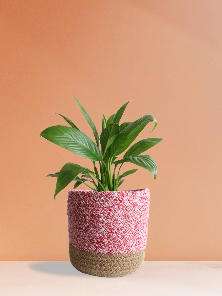 Peace Lily (Medium) - Image 6