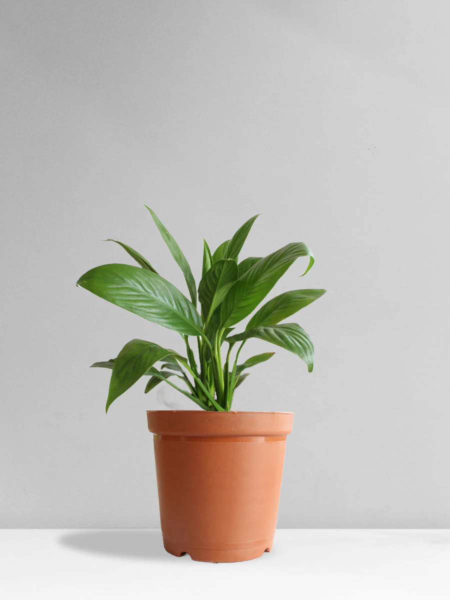 Peace Lily (Medium) - Image 8