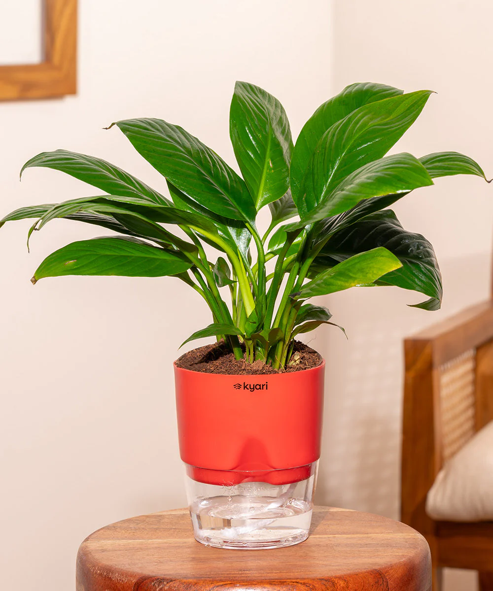 Peace Lily Plant With Self Watering Pot_ - Image 112