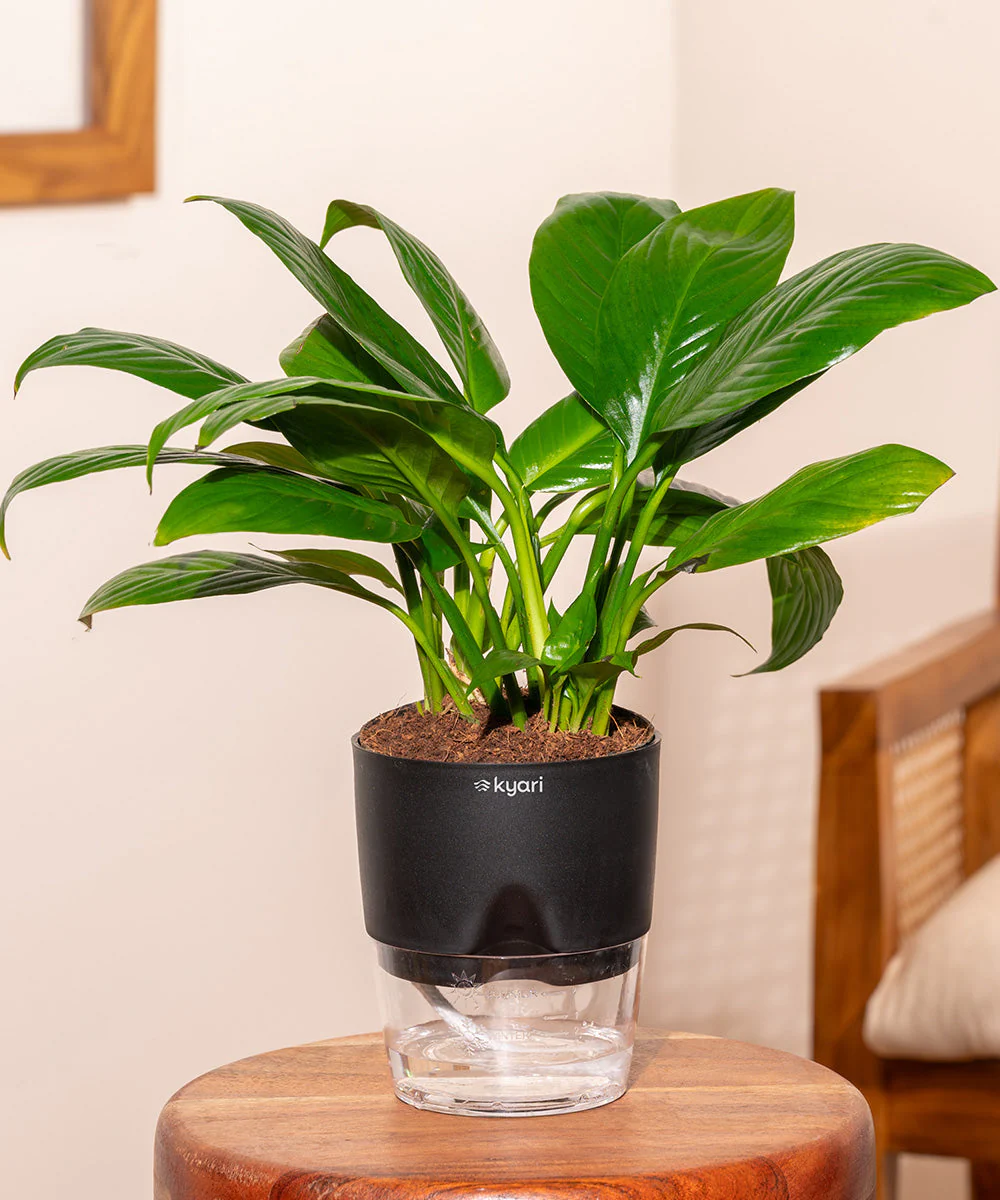 Peace Lily Plant With Self Watering Pot_ - Image 116