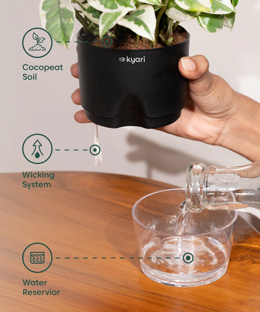 Peace Lily Plant With Self Watering Pot_ - Image 14