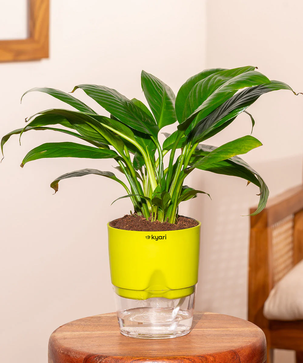 Peace Lily Plant With Self Watering Pot_ - Image 178
