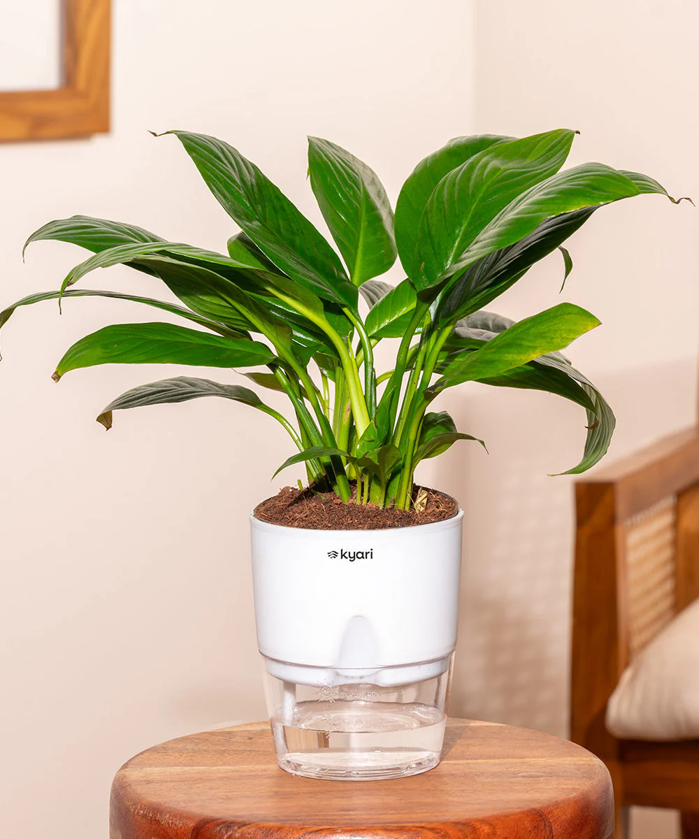 Peace Lily Plant With Self Watering Pot_ - Image 200