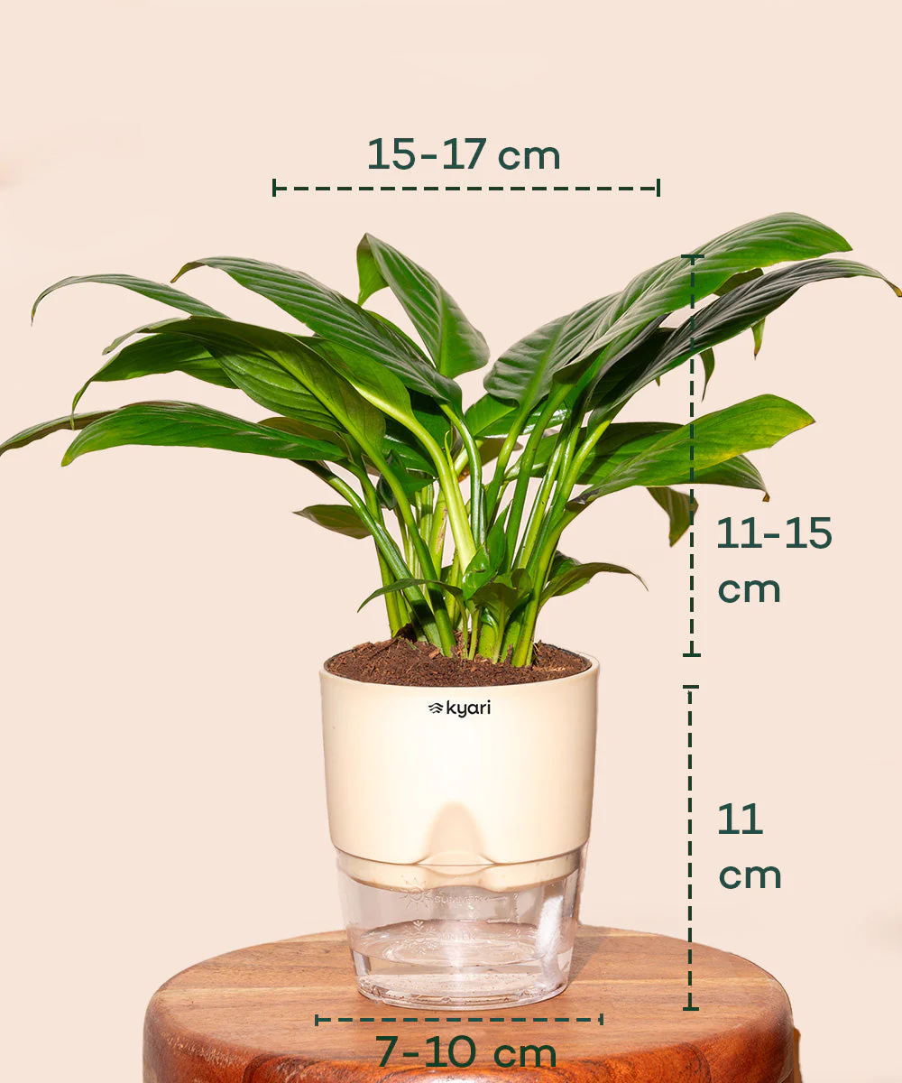 Peace Lily Plant With Self Watering Pot_ - Image 21