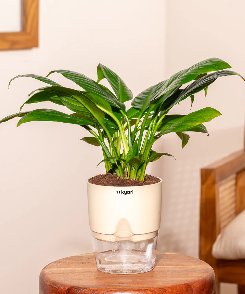 Peace Lily Plant With Self Watering Pot_ - Image 249