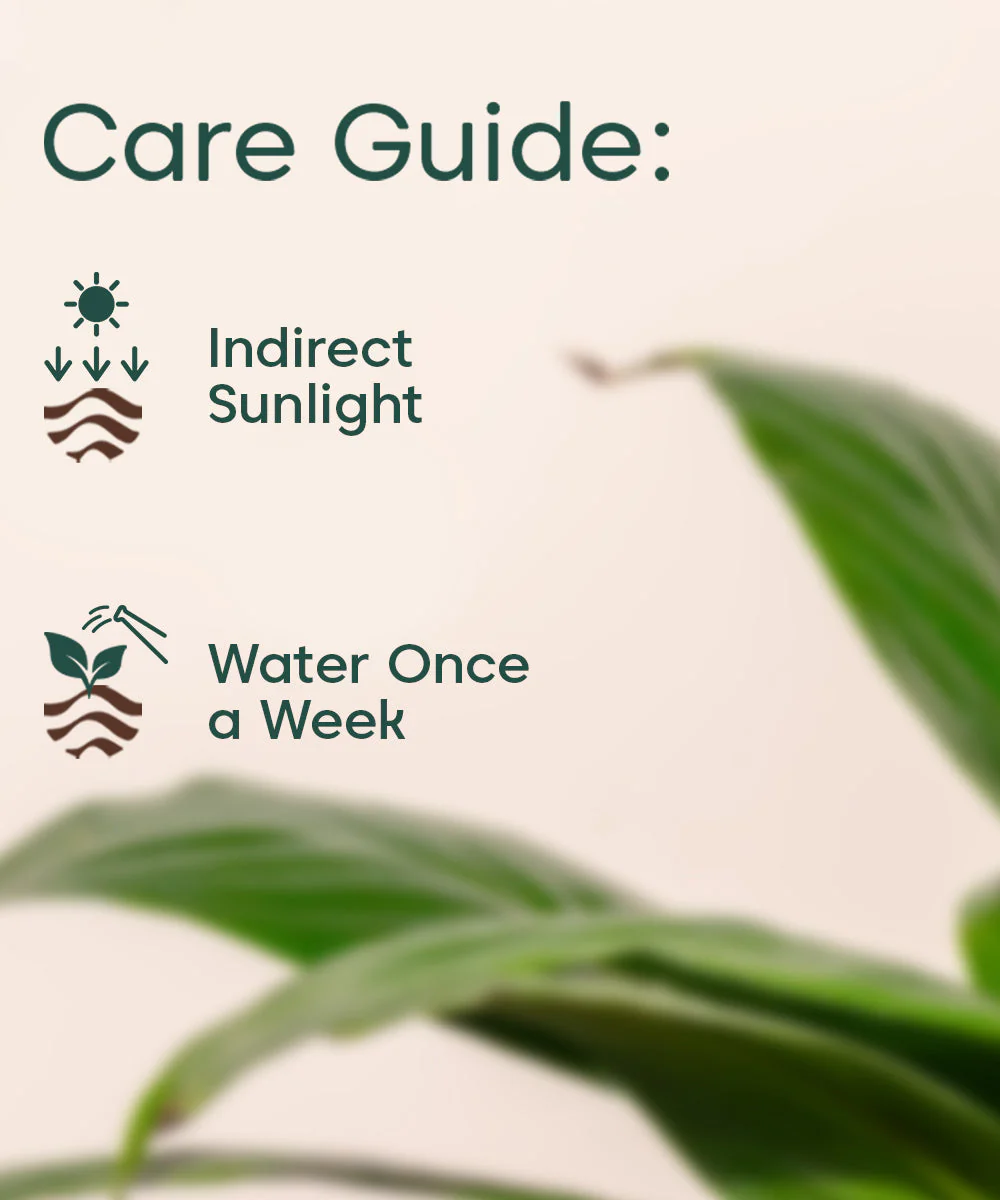 Peace Lily Plant With Self Watering Pot_ - Image 29