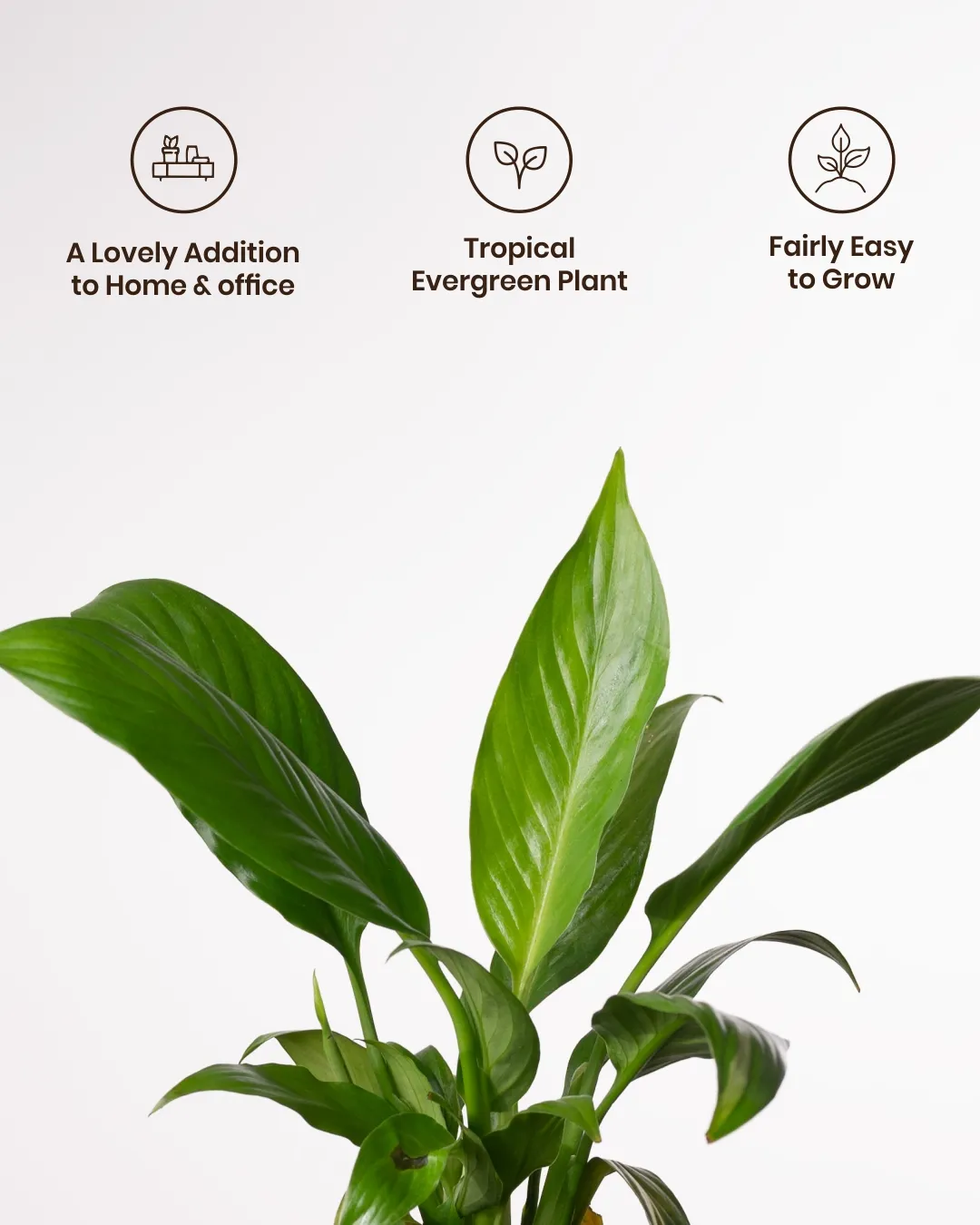Peace Lily Plant With Self Watering Pot_ - Image 40