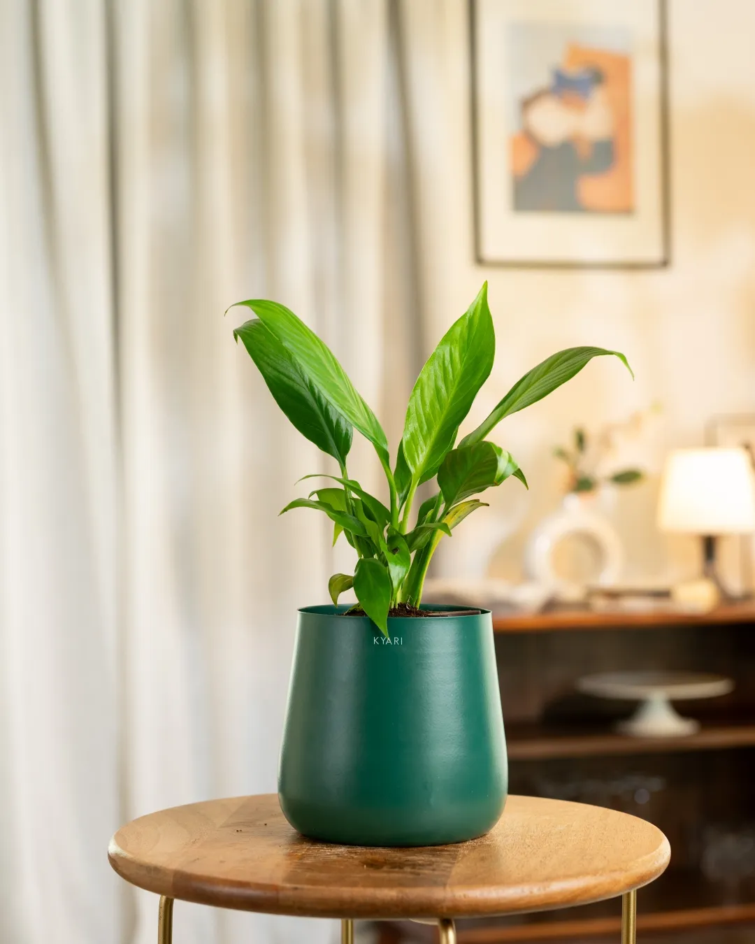 Peace Lily Plant With Self Watering Pot_ - Image 43