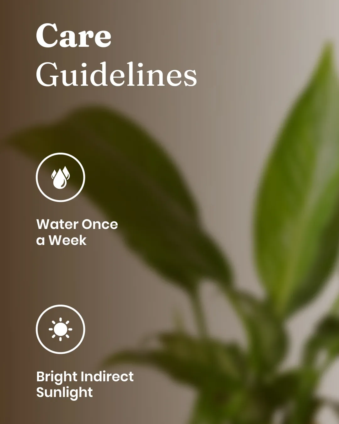 Peace Lily Plant With Self Watering Pot_ - Image 52