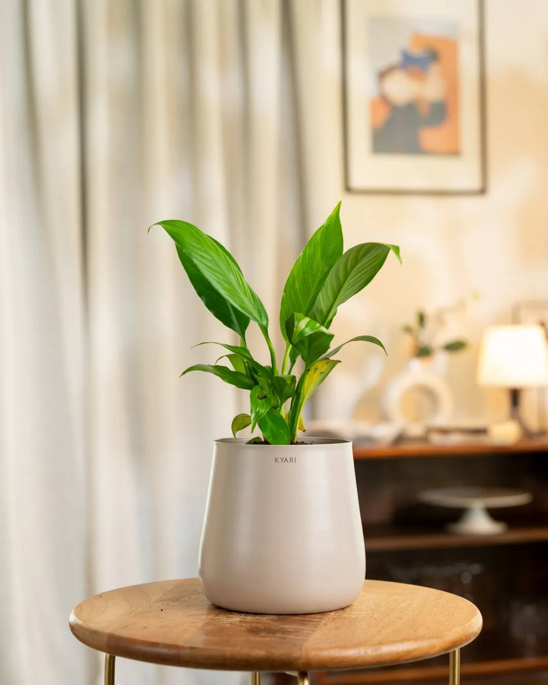 Peace Lily Plant With Self Watering Pot_ - Image 61