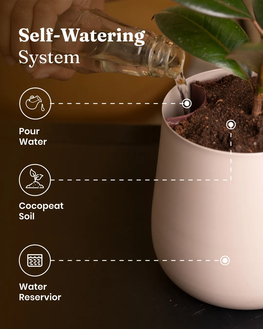 Peace Lily Plant With Self Watering Pot_ - Image 63