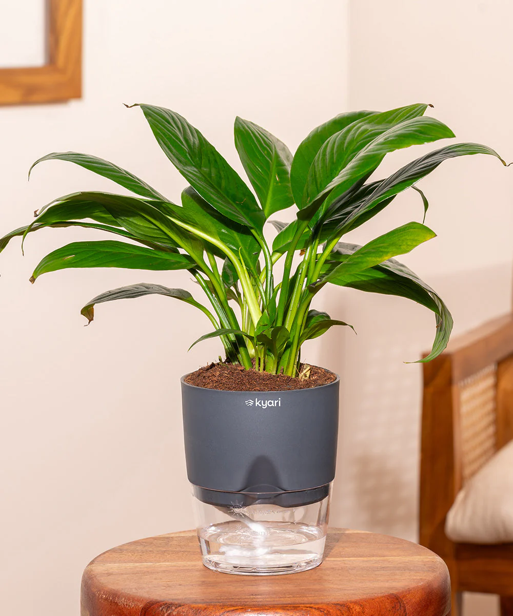 Peace Lily Plant With Self Watering Pot_ - Image 87