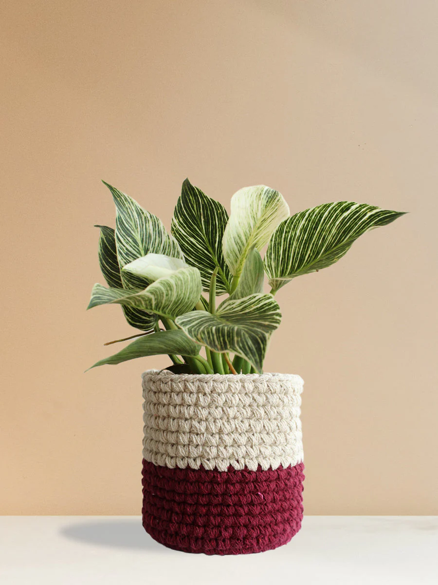 Philodendron Birkin (Large) - Image 11