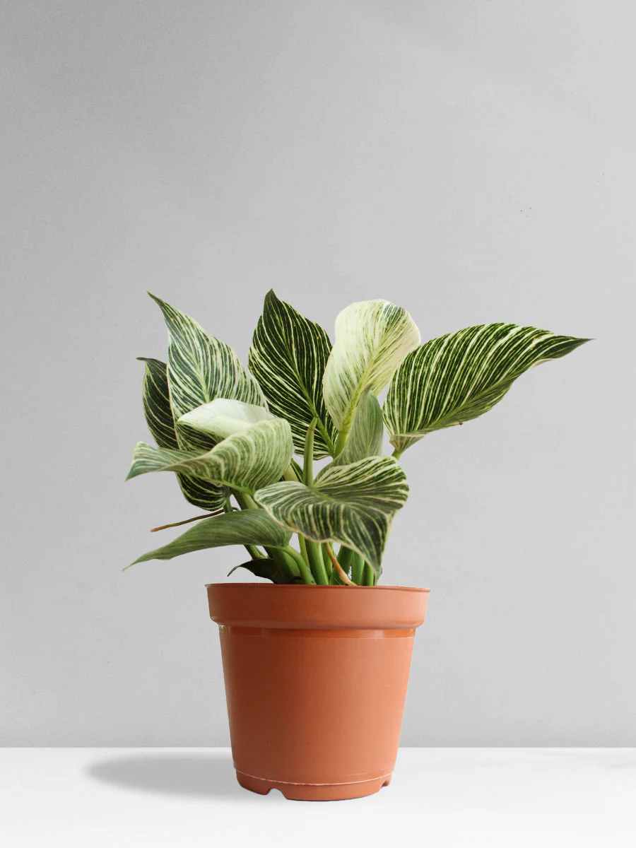 Philodendron Birkin (Large) - Image 12