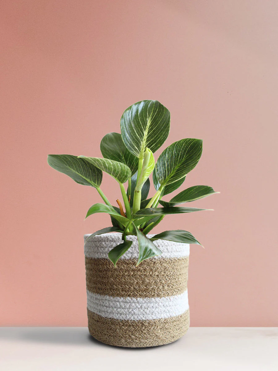 Philodendron Birkin (Medium) - Image 10