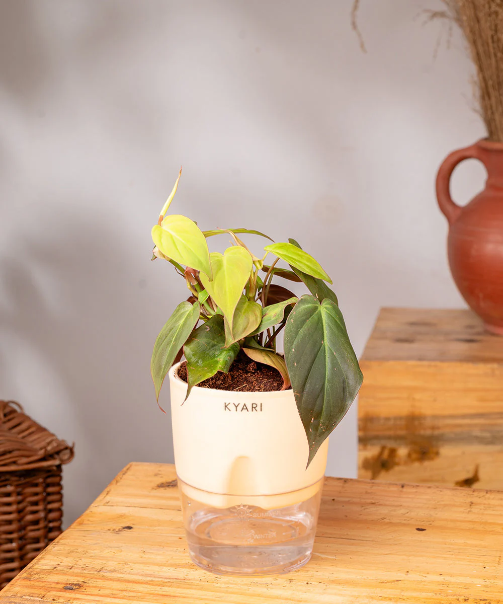 Philodendron Micans Plant With Self Watering Pot - Image 16