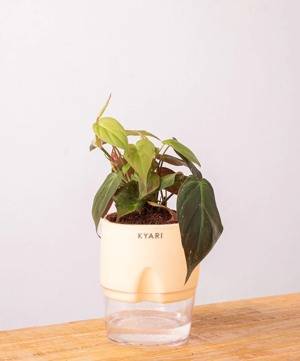 Philodendron Micans Plant With Self Watering Pot - Image 17