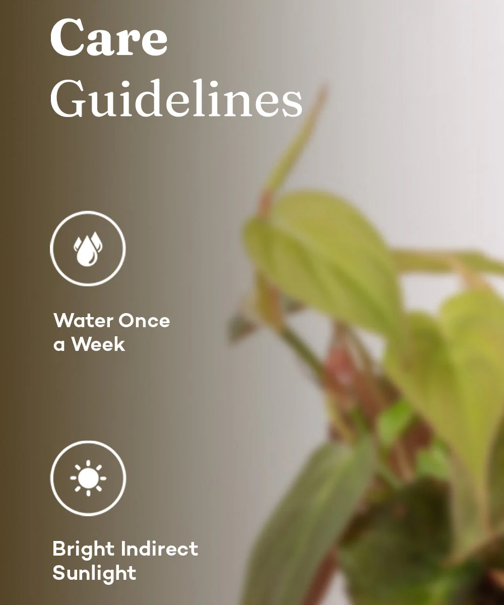 Philodendron Micans Plant With Self Watering Pot - Image 19